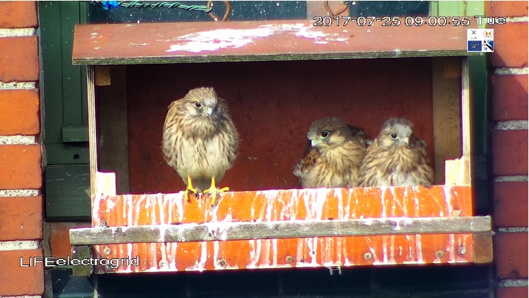 Live translation form Kestrel nest box